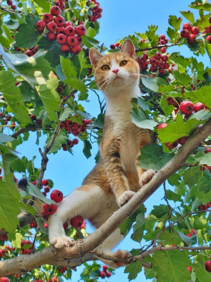 人类，买山楂果吗？