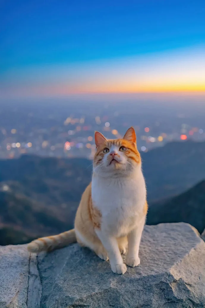 没有比猫更高的山