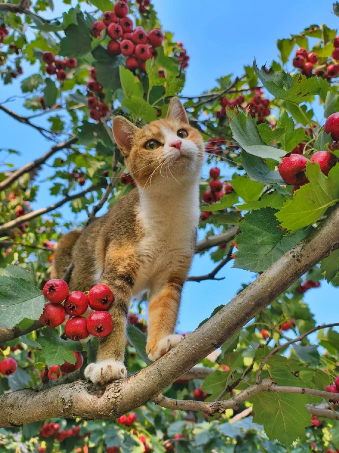 人类，买山楂果吗？