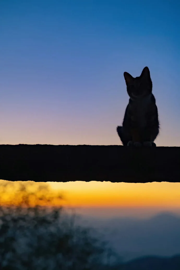 没有比猫更高的山