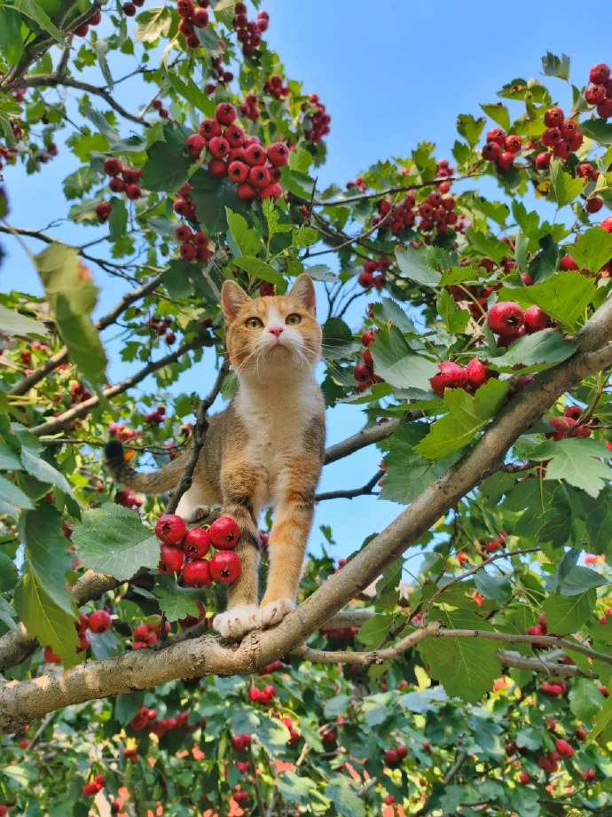 人类，买山楂果吗？