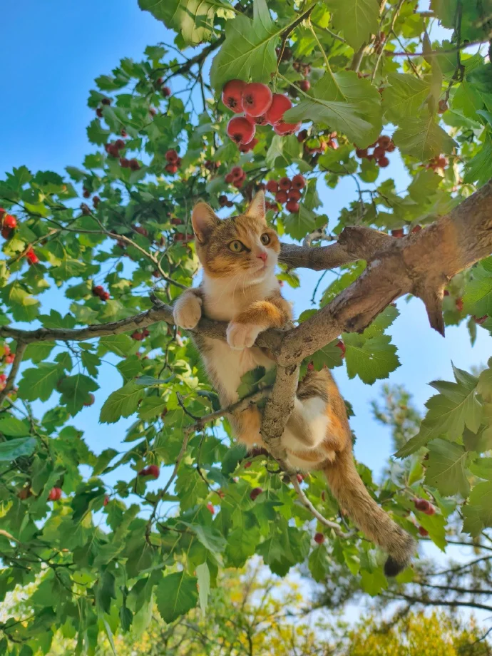 人类，买山楂果吗？