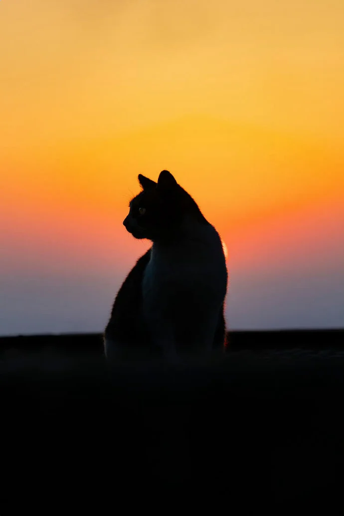 没有比猫更高的山