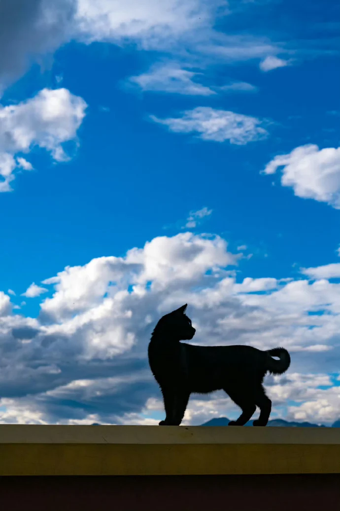 没有比猫更高的山