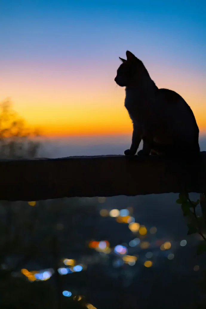 没有比猫更高的山