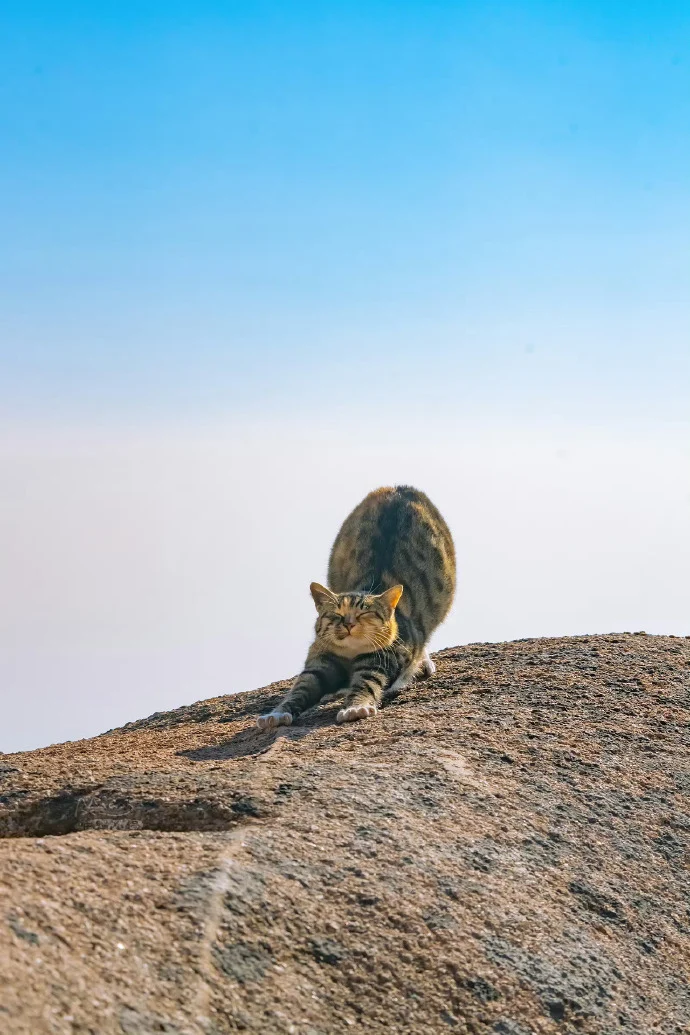 没有比猫更高的山