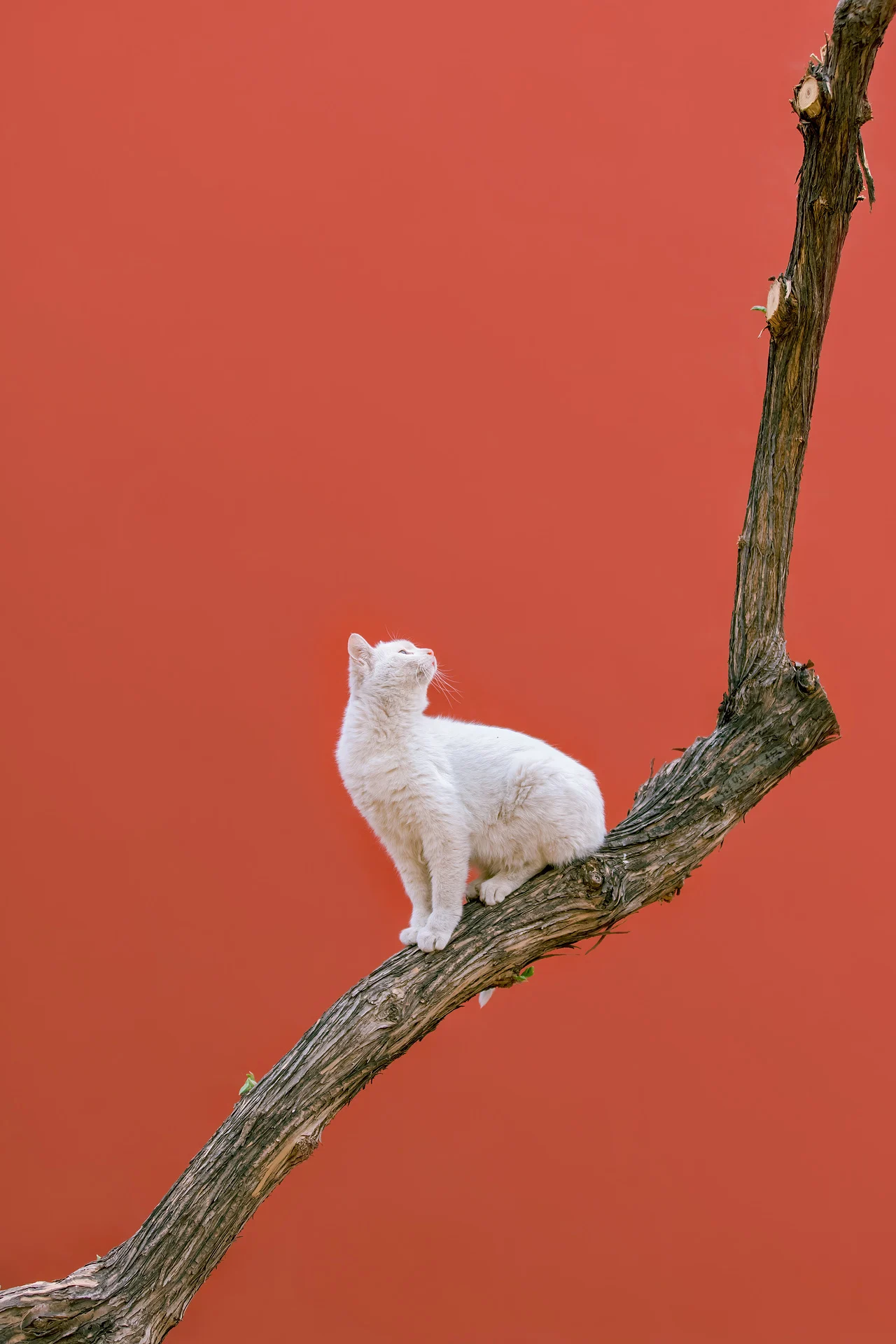 中国红里的喵星人